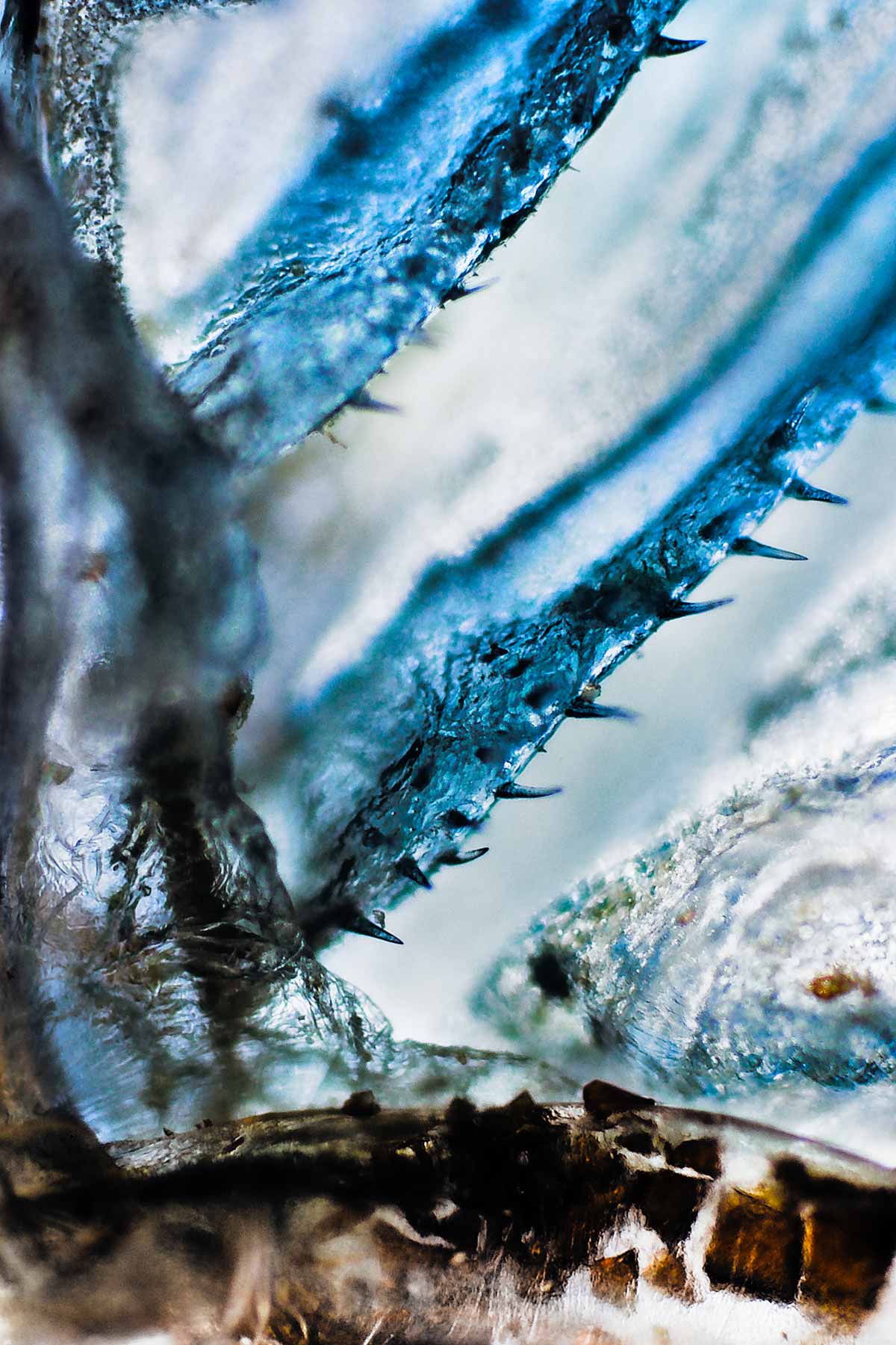 Sauterelle à Ailes Bleues, Détails d’ailes d’insectes