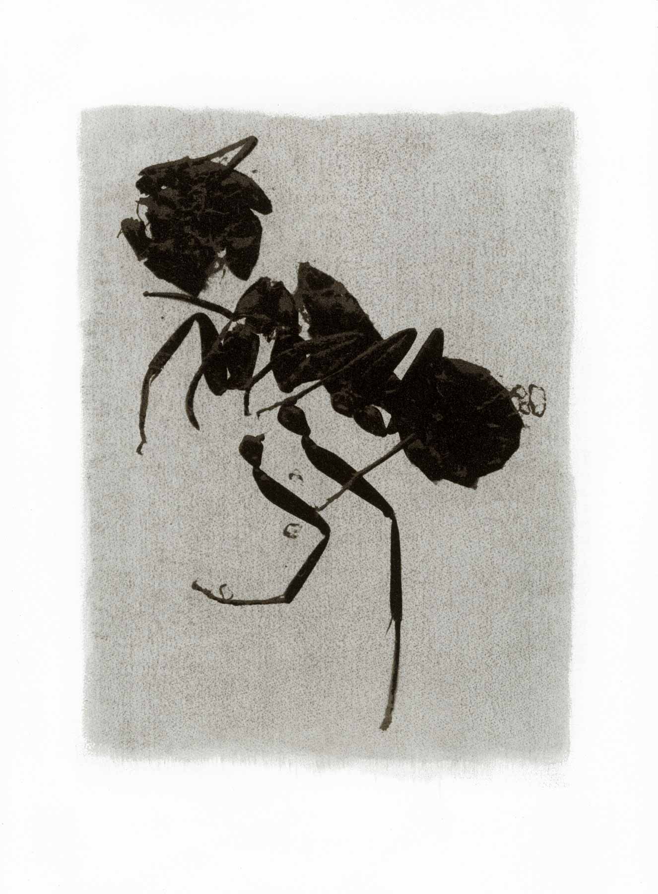 Gum bichromate insect - Ant 1994