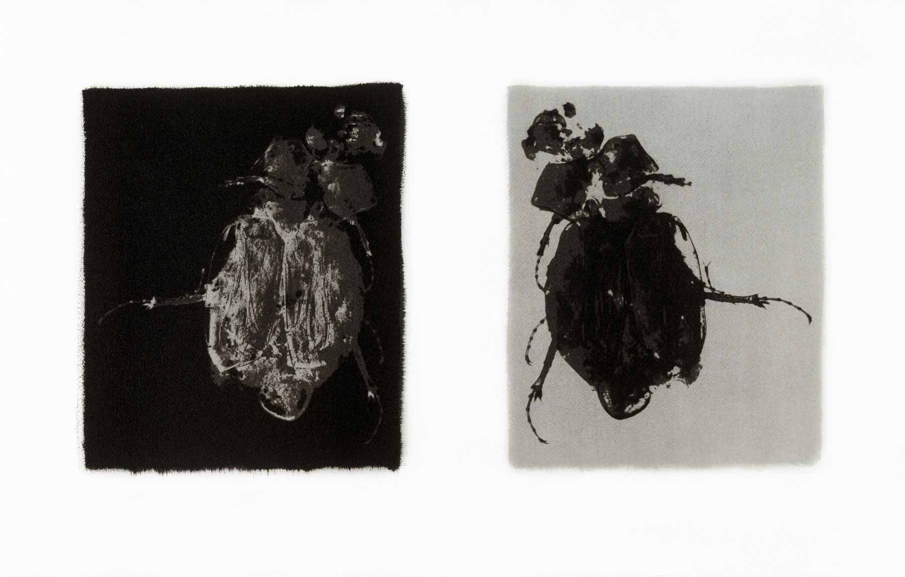 Gum bichromate diptych - Beetle 1997