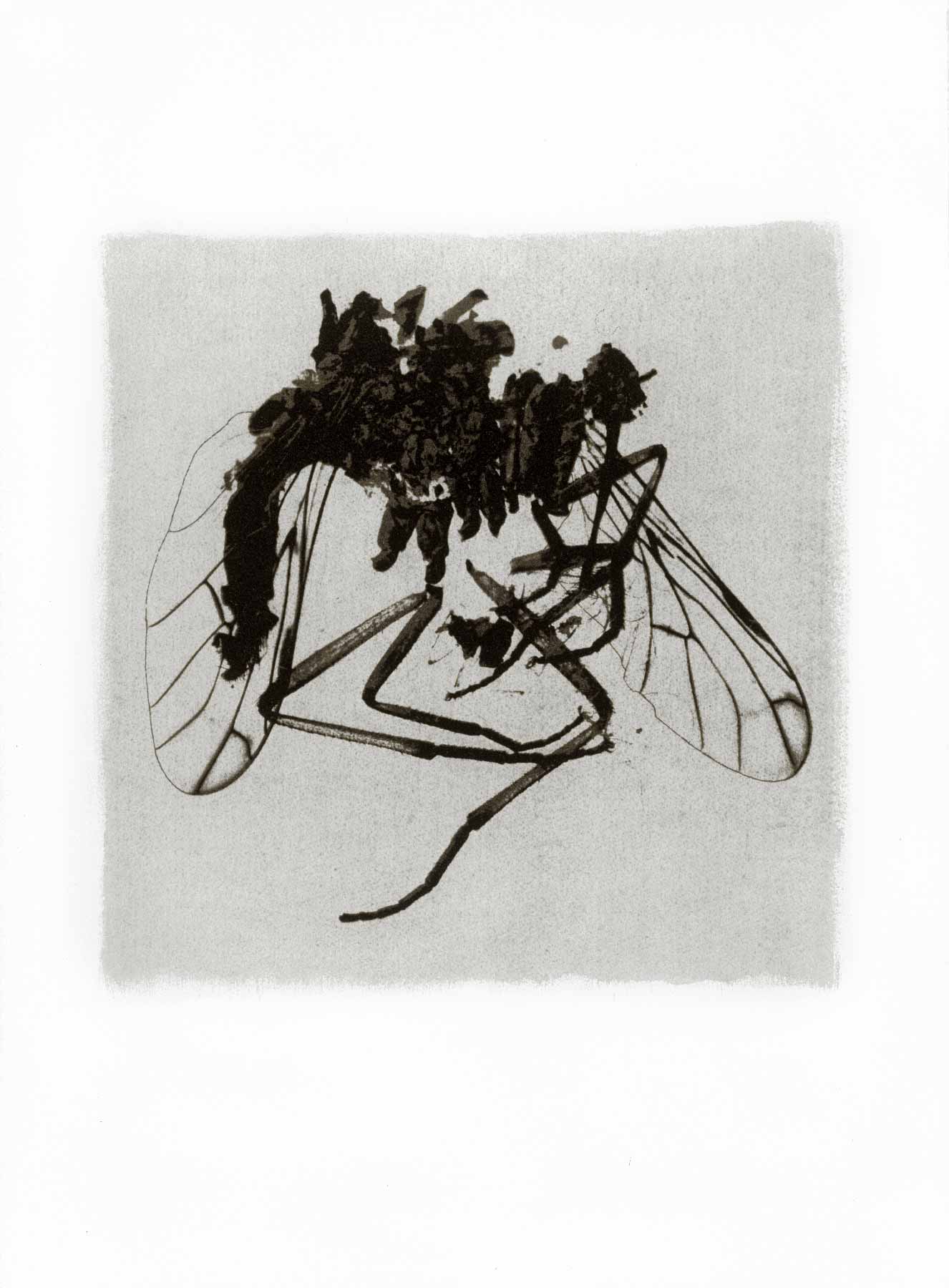 Gum bichromate insect - Crane fly 1996