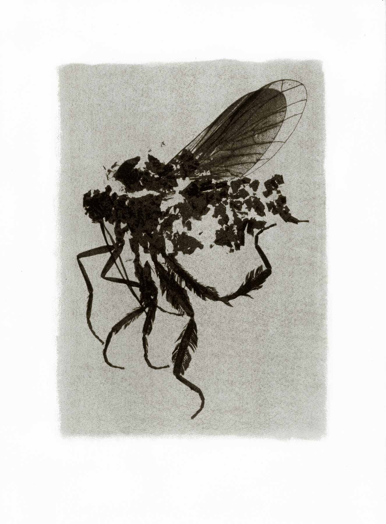Gum bichromate insect - Unknown Insect 1994