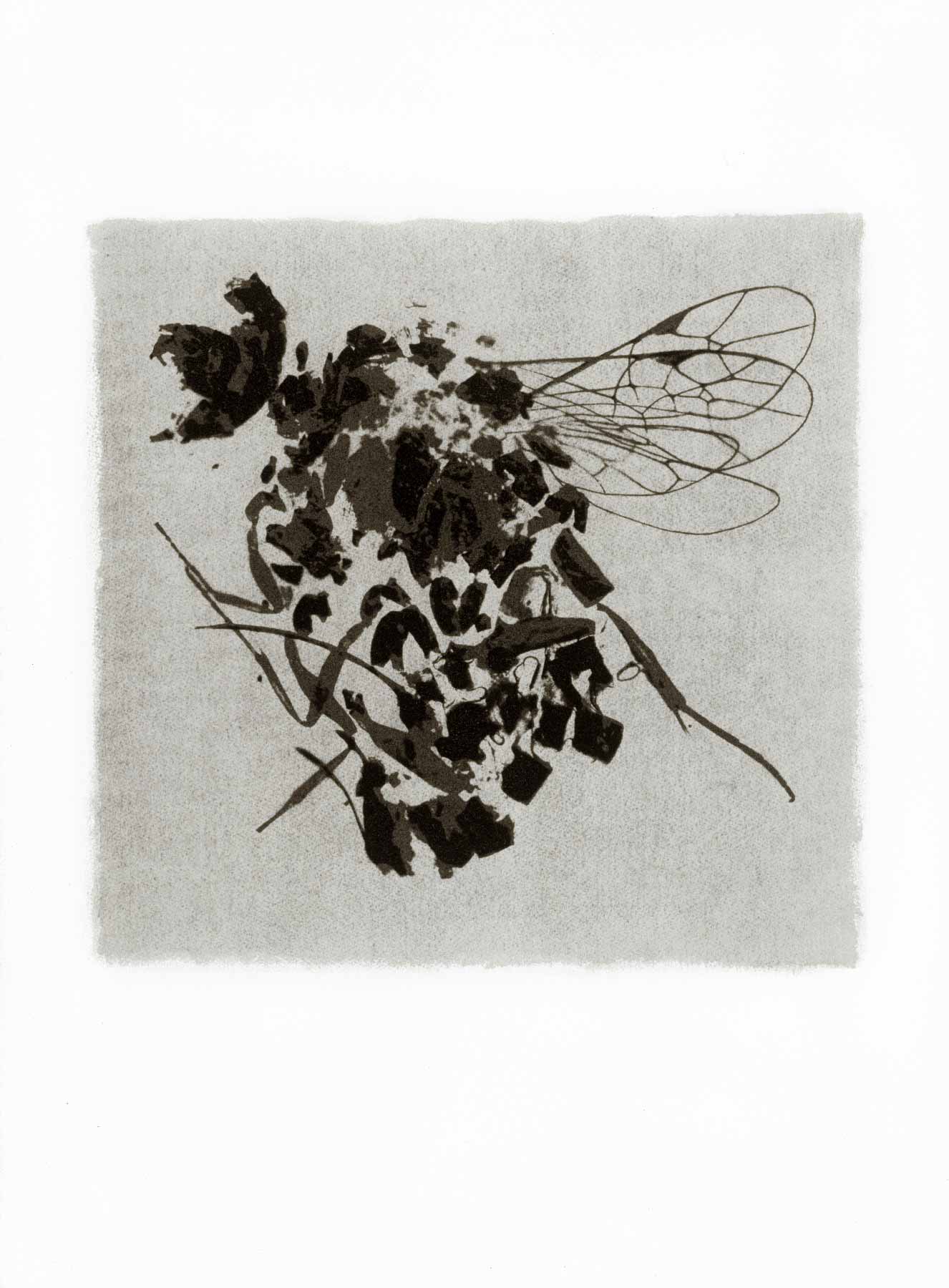 Gum bichromate insect - Wasp 1996