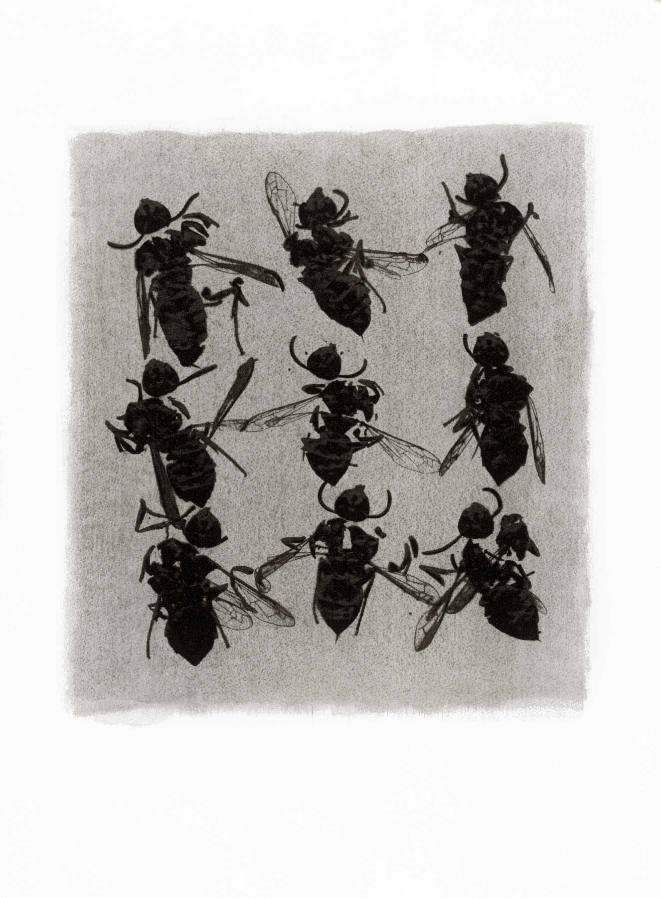 Gum bichromate insect - Wasps 1994