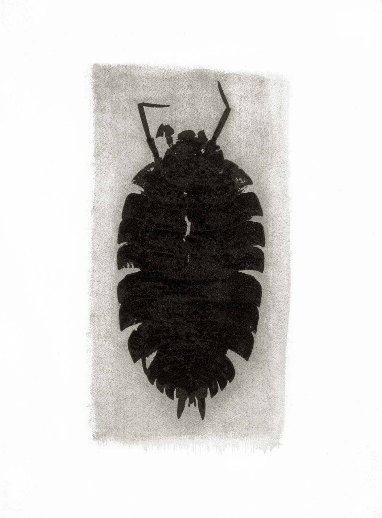 Gum bichromate insect - Woodlouse 1993