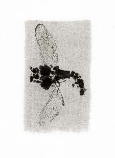 Gum bichromate insect - Mayfly 1994