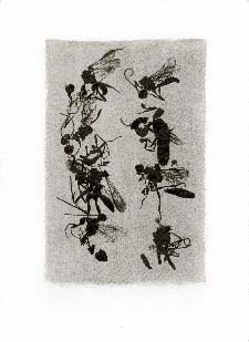 Gum bichromate insect - Tiny insects 1994