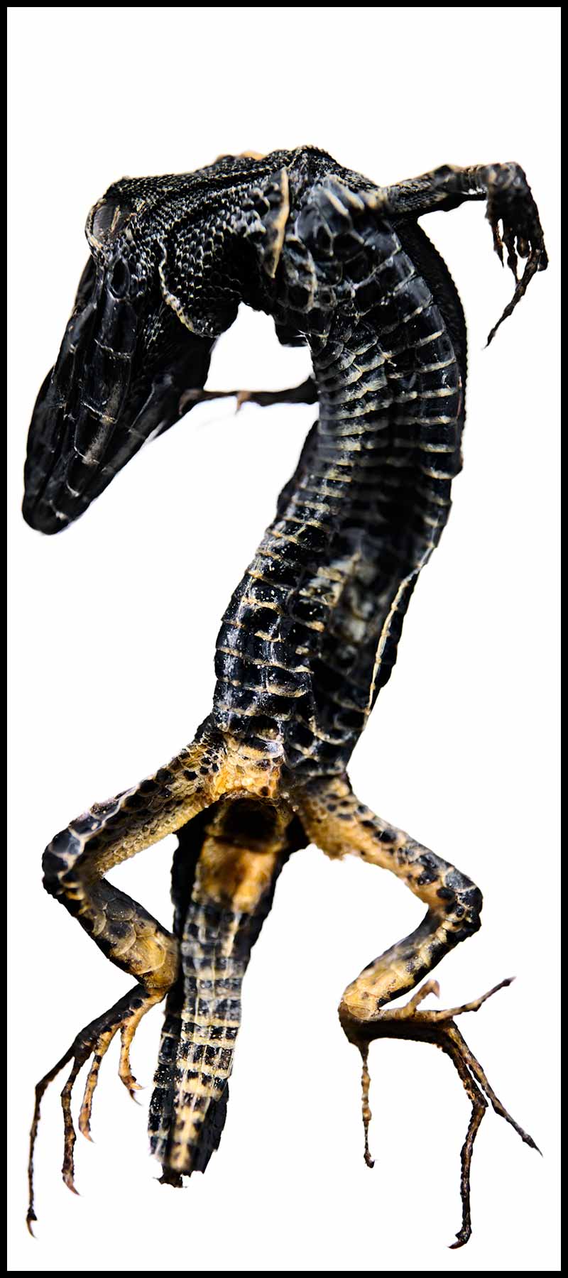 Dried Black Lizard 2006