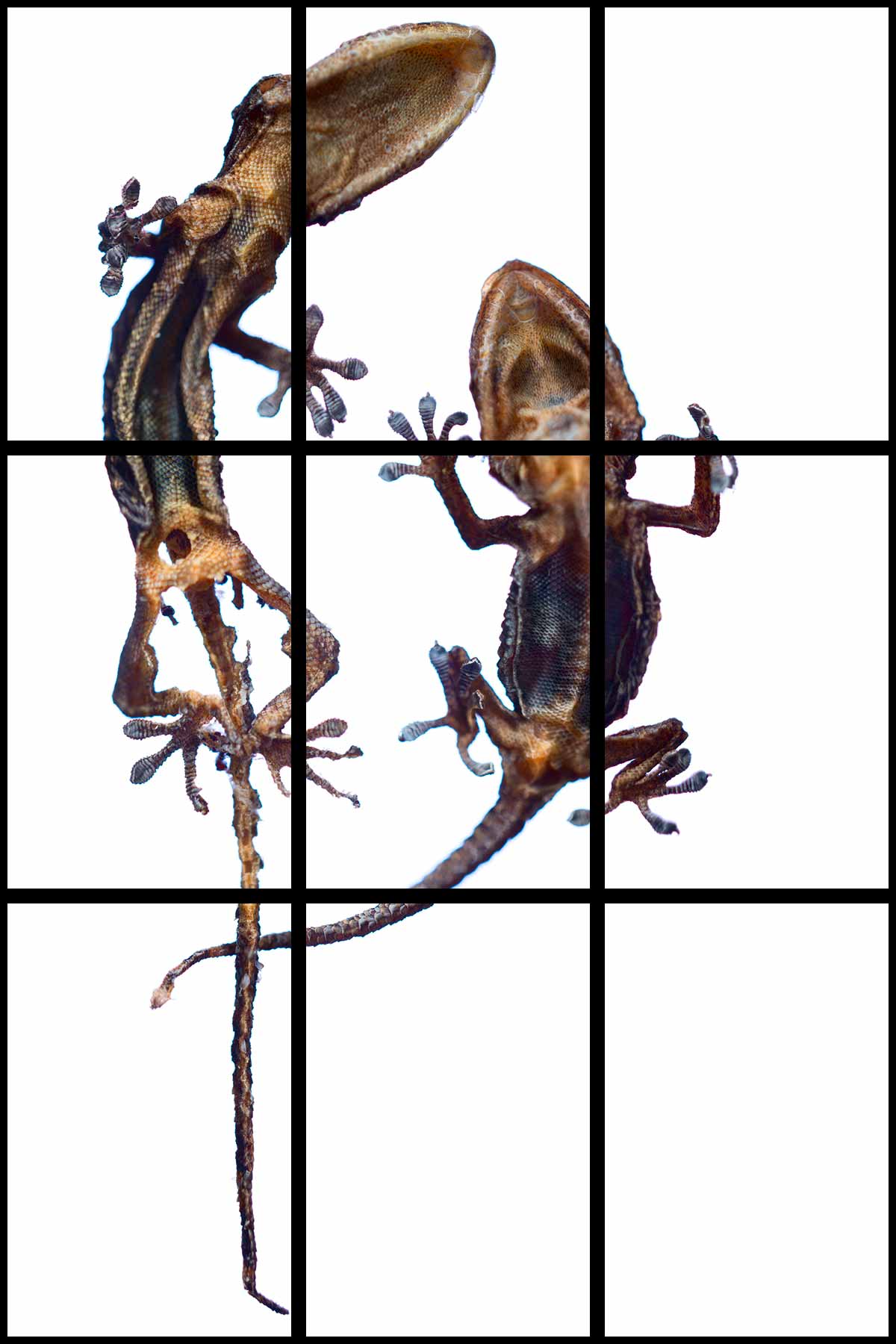 Geckos desséché 2015