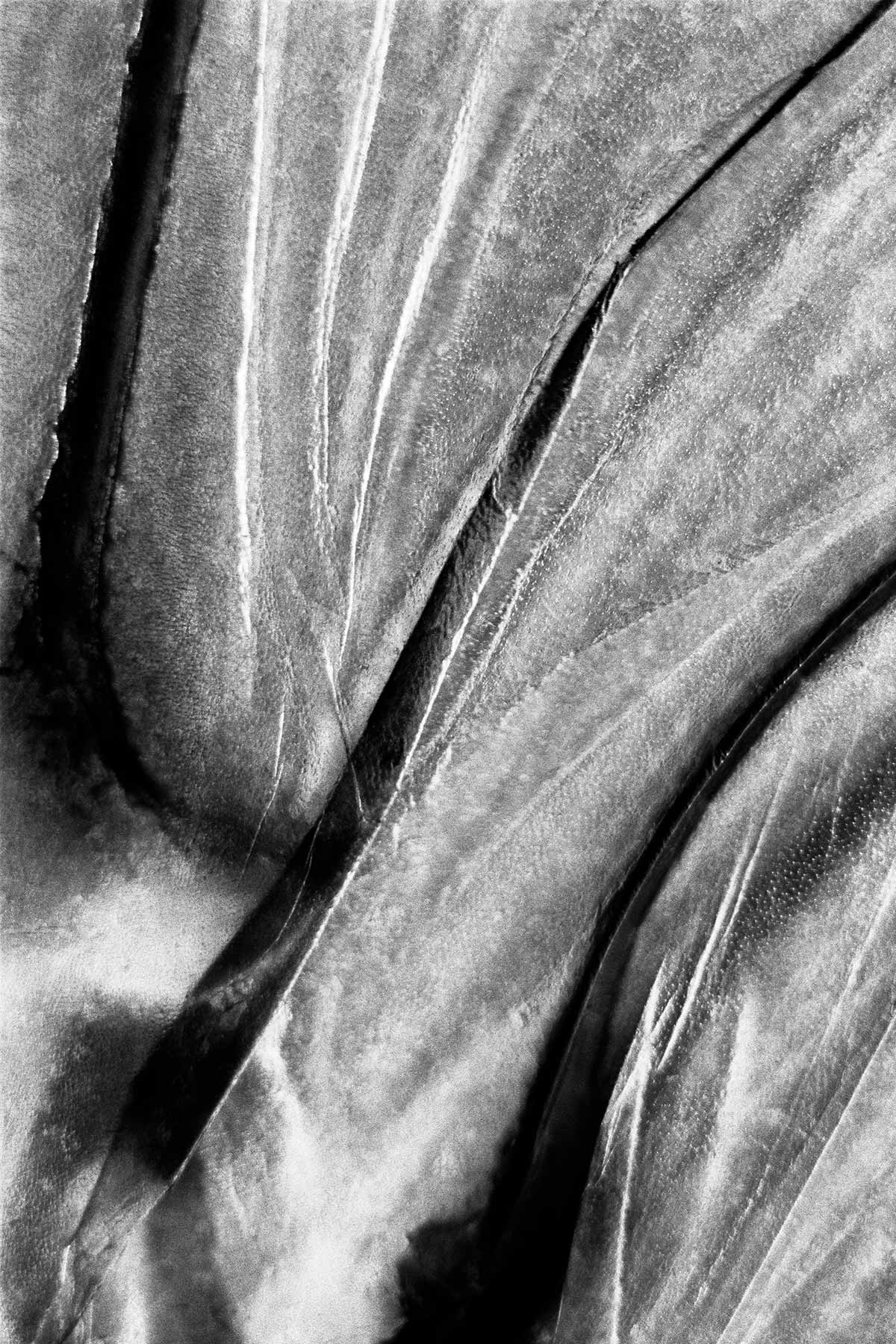 June Bug, Insect Wing Detail