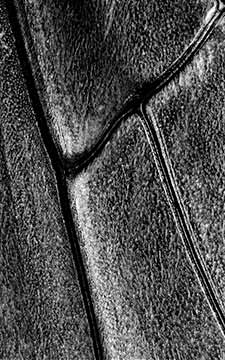 Hornet, Insect Wing Detail