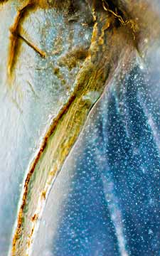 June Bug, Insect Wing Detail