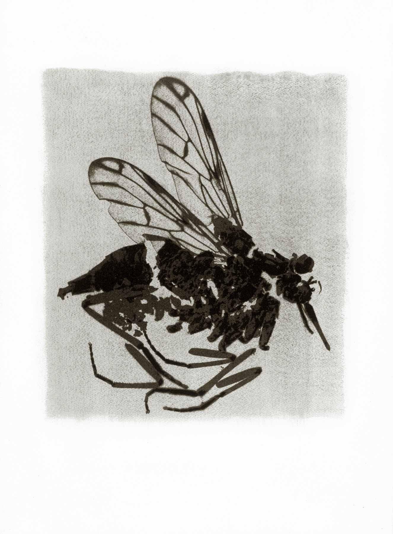 Tirage d'insecte à la Gomme bichromatée - Bombyliidé 1994