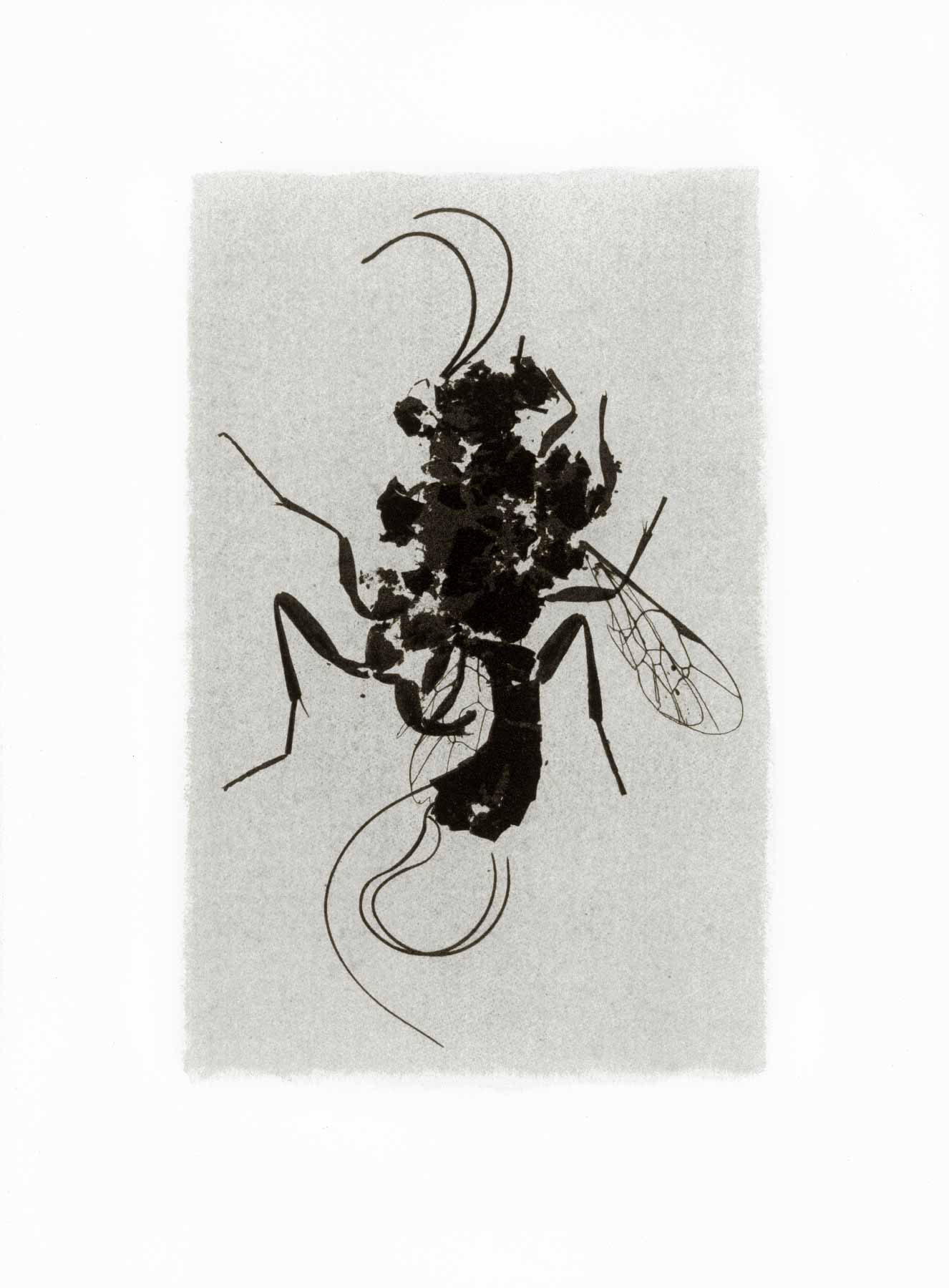 Tirage d'insecte à la Gomme bichromatée - Ichneumon 1997