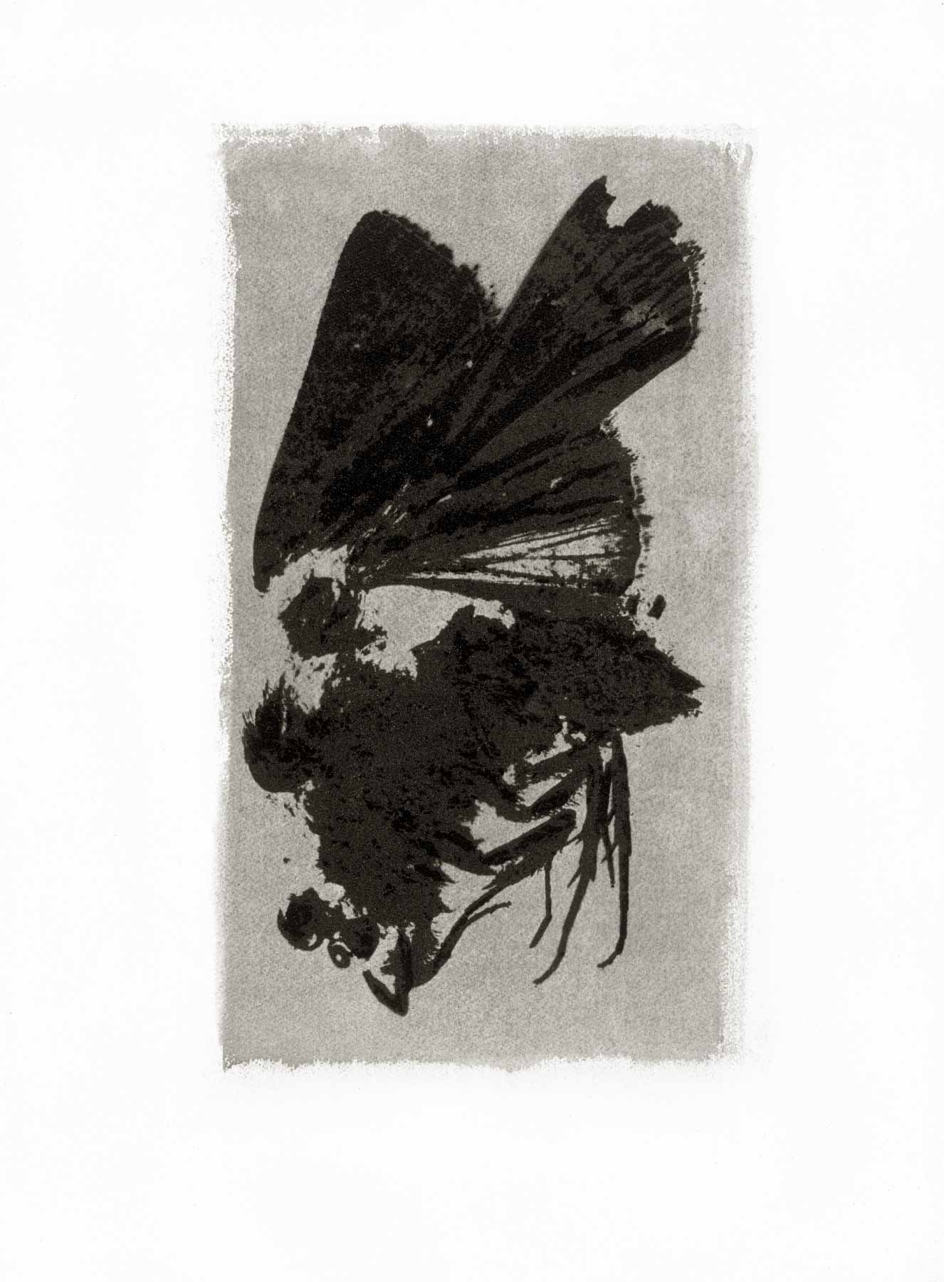 Tirage d'insecte à la Gomme bichromatée - Papillon de Nuit 1993
