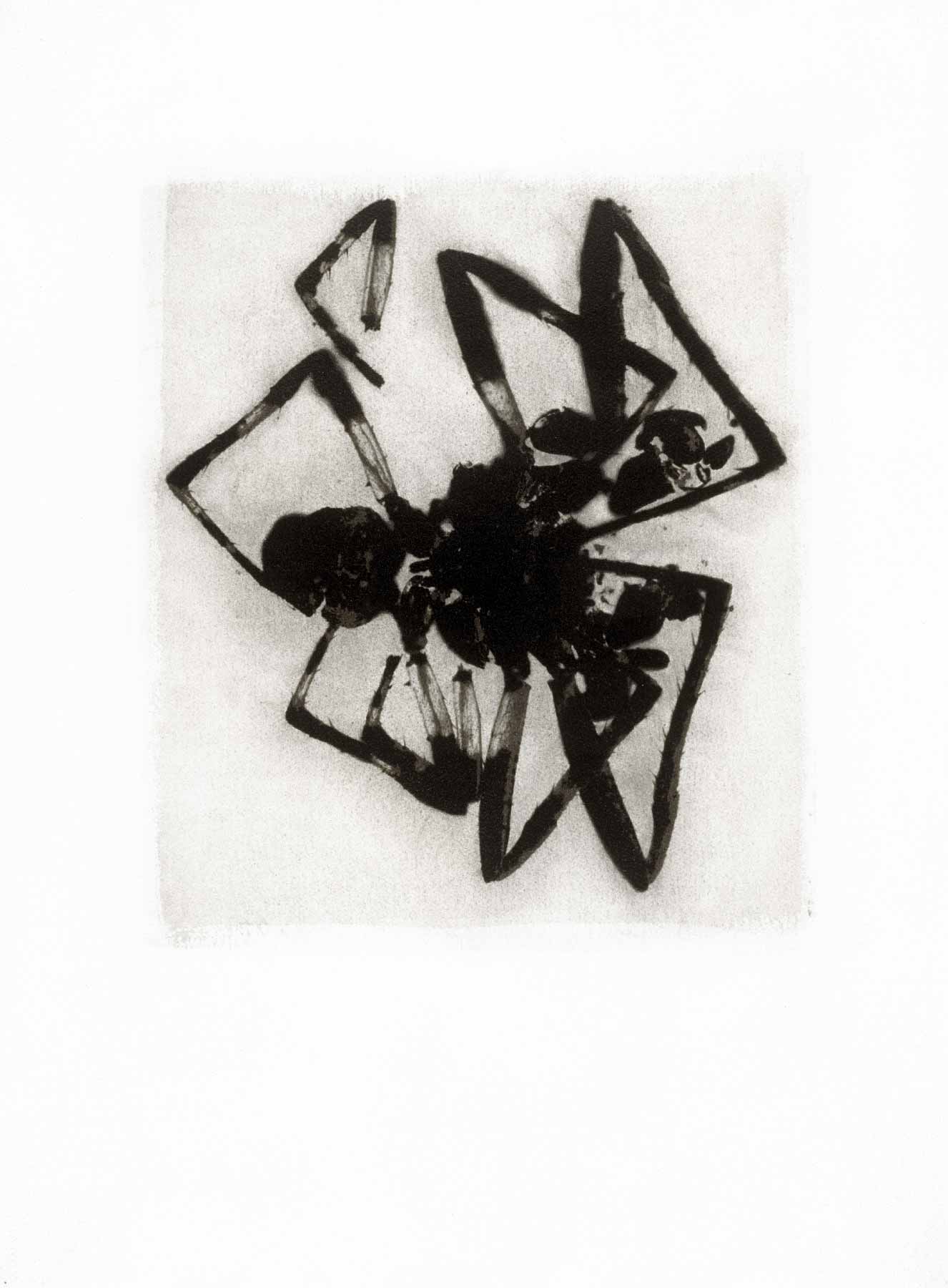 Tirage d'insecte à la Gomme bichromatée - Araignée 1992