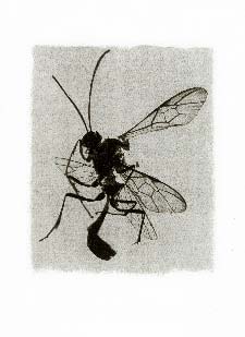 Tirage d'insecte à la Gomme bichromatée - Ammophiles 1994