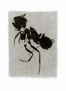 Tirage d'insecte à la Gomme bichromatée - Fourmis 1994