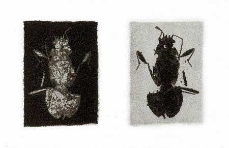 Gum bichromate diptych - Beetle 1995