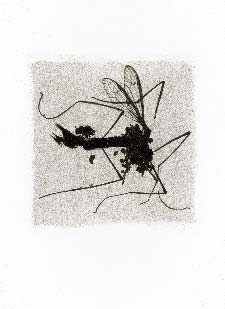 Gum bichromate insect - Crane fly 1993