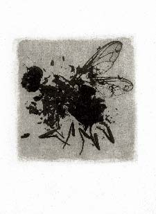 Tirage d'insecte à la Gomme bichromatée - Mouche 1993