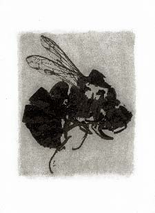 Tirage d'insecte à la Gomme bichromatée - Frelon 1993