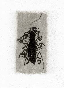 Tirage d'insecte à la Gomme bichromatée  - Scutigère Véloce 1993