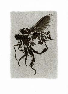 Tirage d'insecte à la Gomme bichromatée - Insecte Inconnu 1994